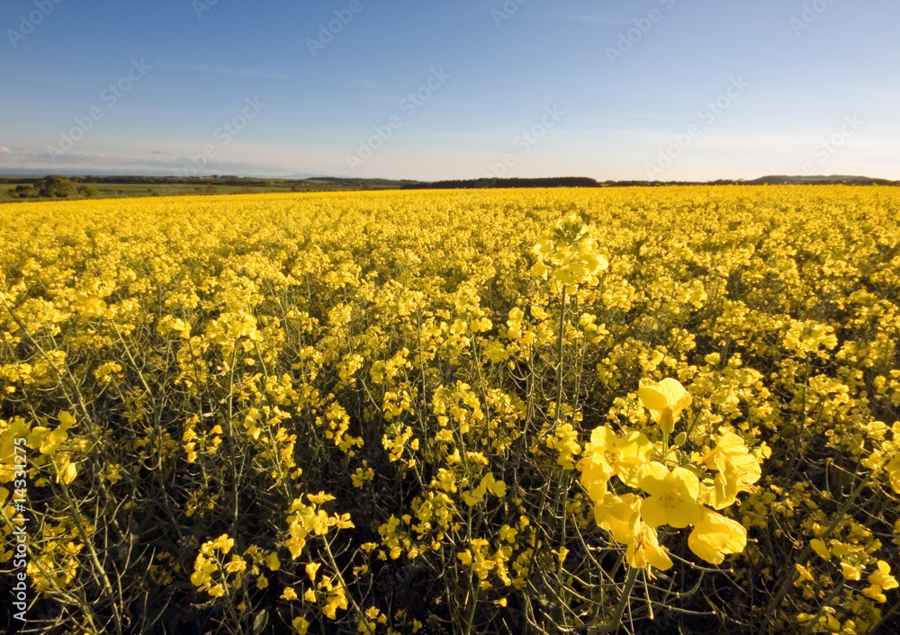 Fototapeta premium Rape field in spring with blue sky in background