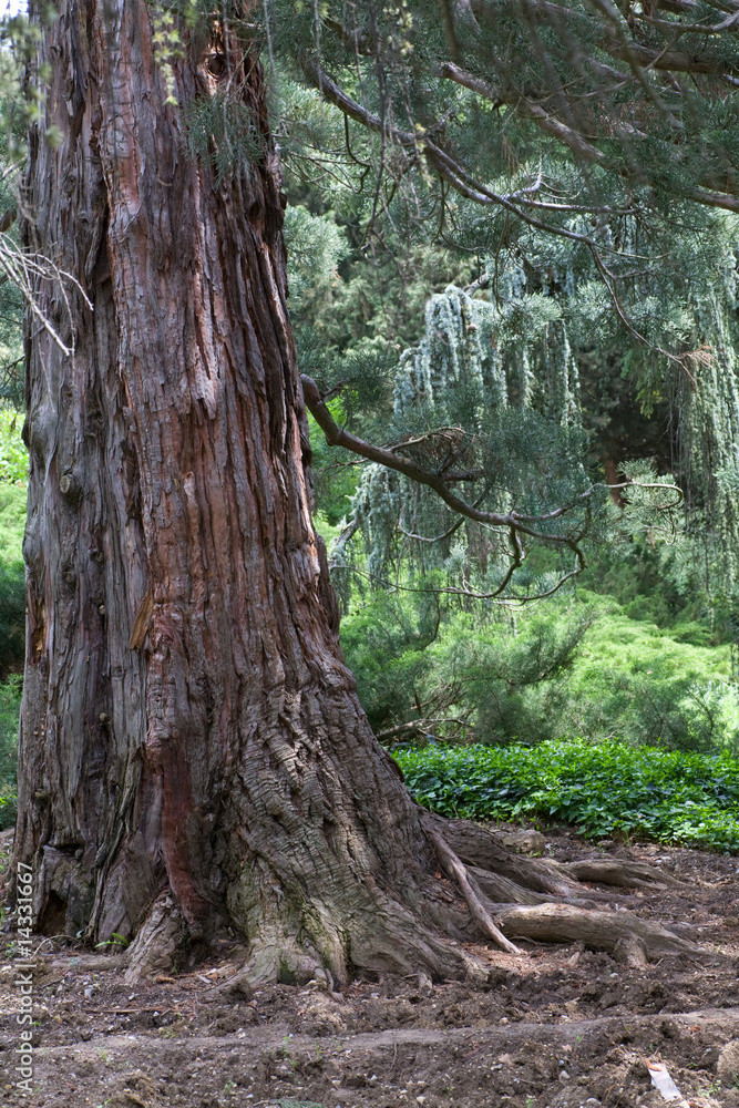 Fototapeta premium sequoia tree