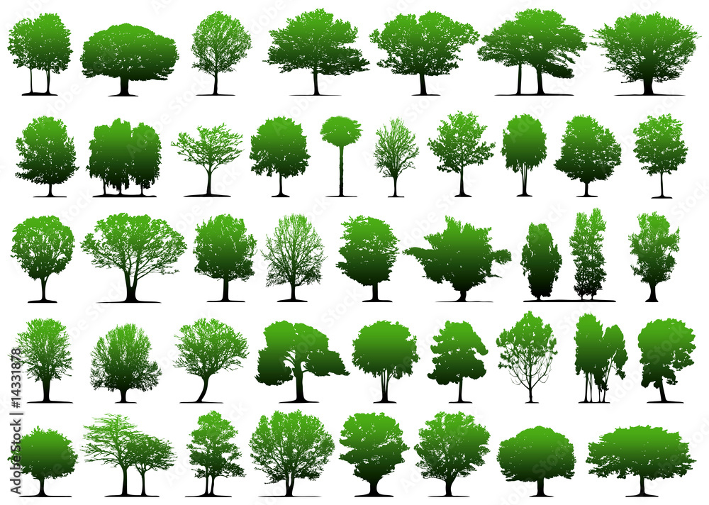 Fototapeta premium Vector trees
