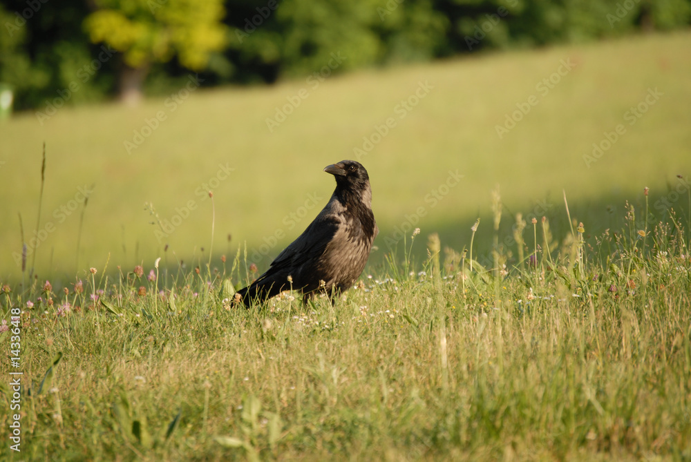 Obraz premium Rabe in der Wiese