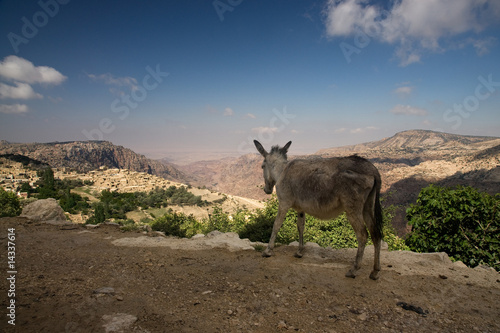 Wadi Dana mit Esel