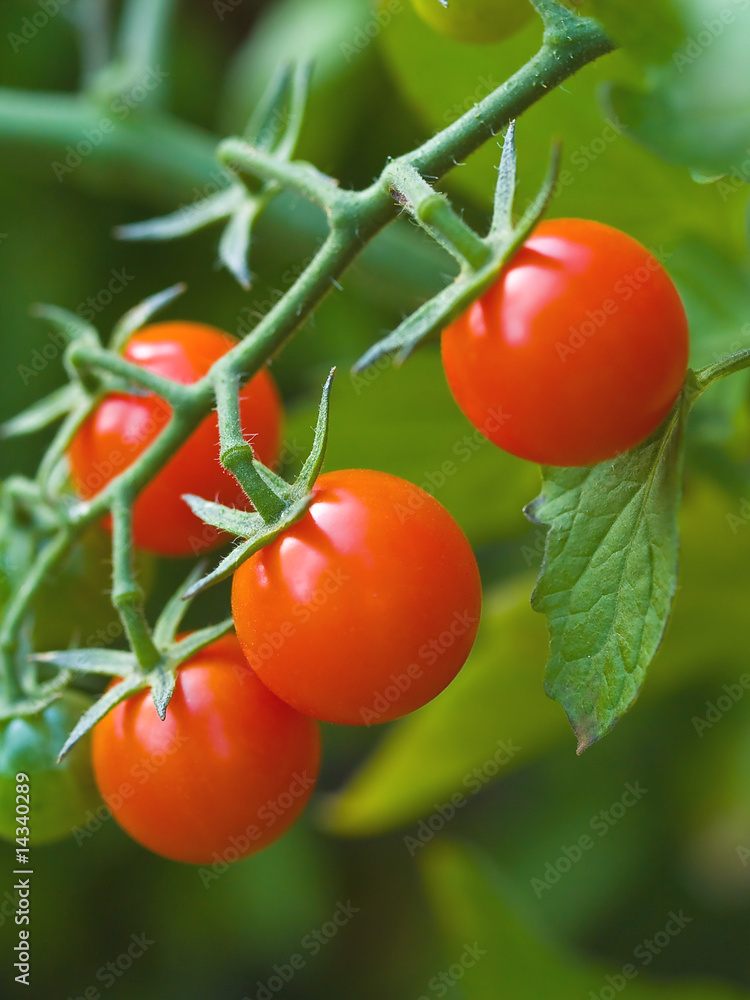 Tomatoes on the Vine