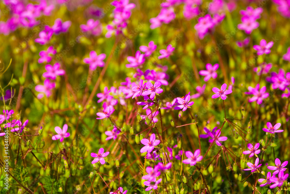 wild flowers wild flowers