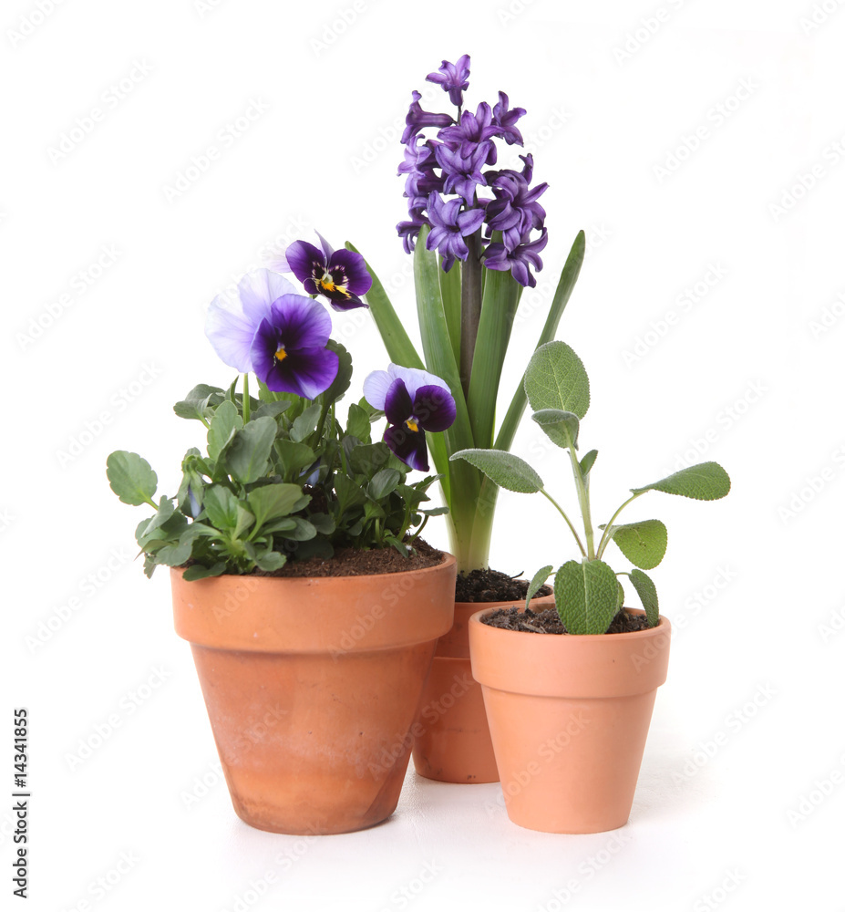 Colorful Spring Flowers of Pansies and Hyacinth in Pots Colorful Spring Flowers of Pansies and Hyacinth in Pots
