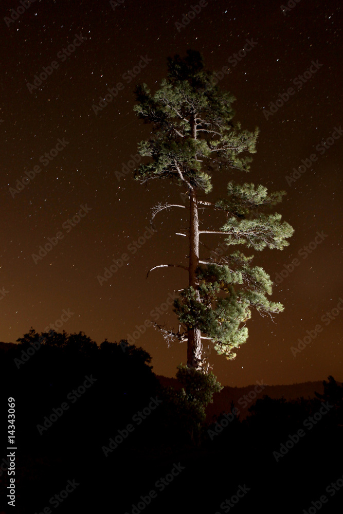 Lightpainted Tree in the Forest at Night Lightpainted Tree in the Forest at Night