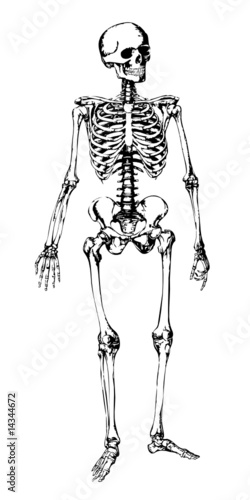 Squelette Humain - Human Skeleton photo