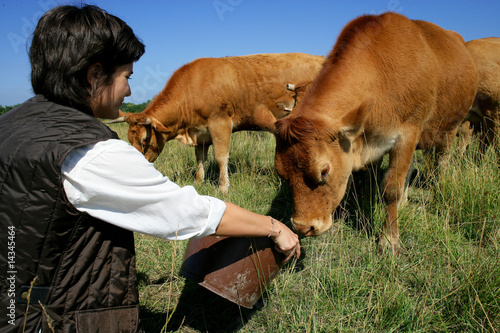 femme avec vaches dans un champ photo