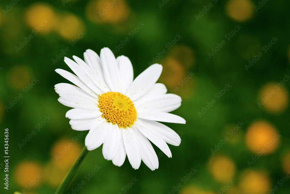 Fototapeta premium Margerite auf Wiese