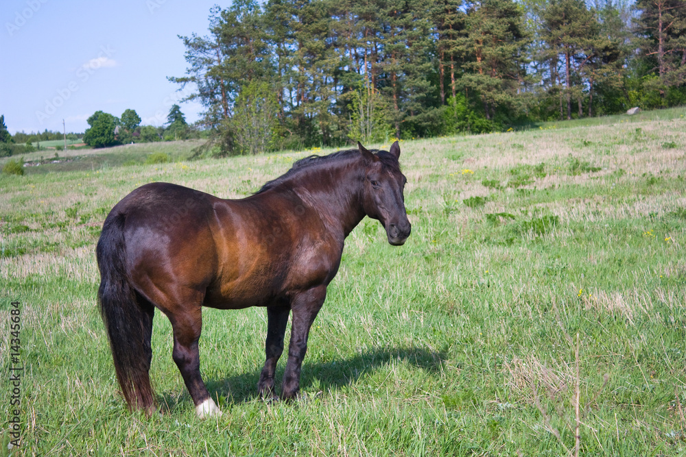Fototapeta premium horse on the meadow