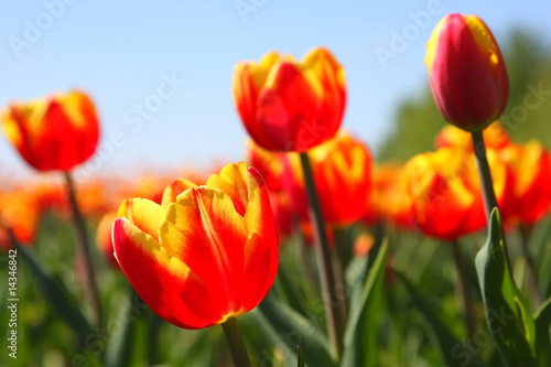 red tulips