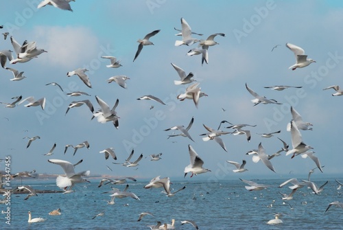 Flock of seagulls © Pavlo Vakhrushev
