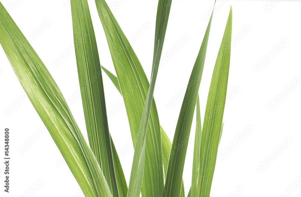 leaf leaf