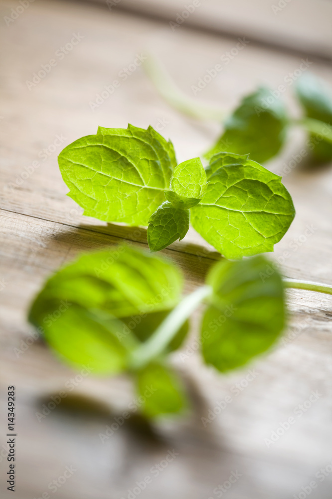 Fresh mint Fresh mint