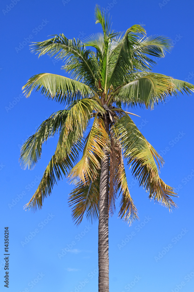 cocotier cocotier