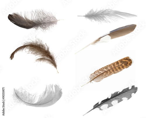 seven isolated feathers
