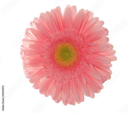 isolated light pink daisy