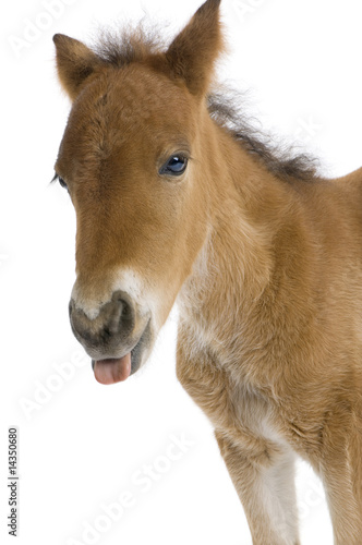 close-up of a Foal s head sticking his tongue out   4 weeks old 
