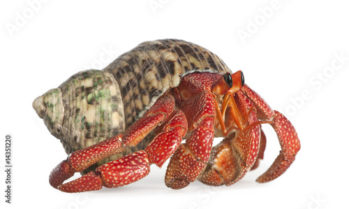 Photo hermit crab - Coenobita perlatus