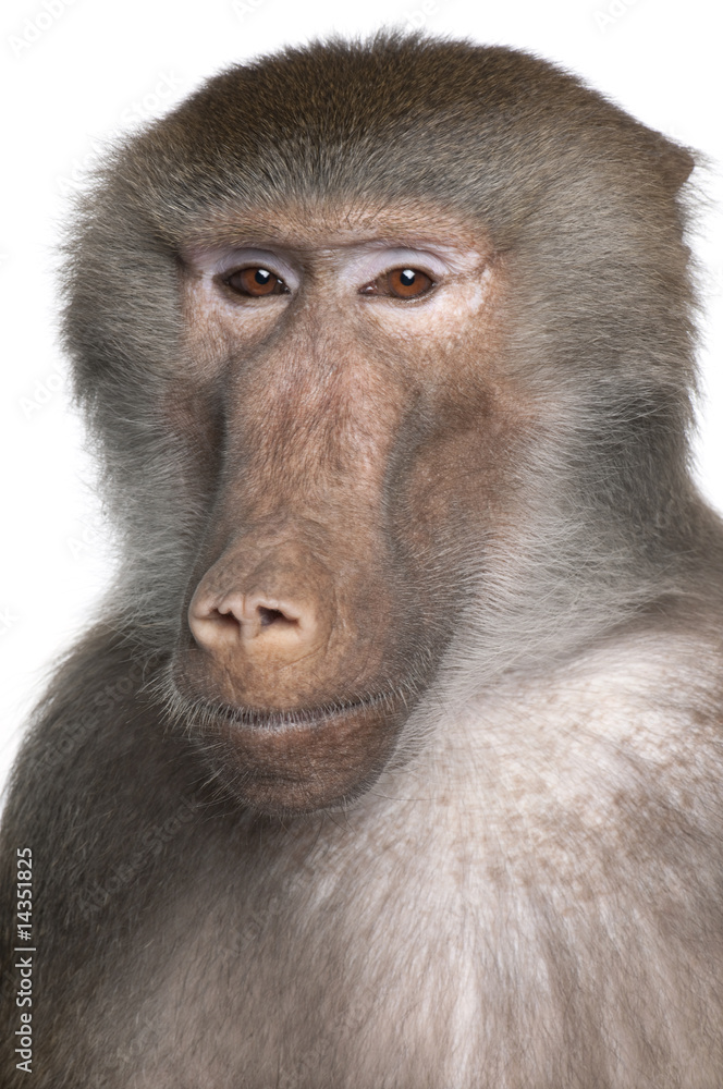 Obraz premium Baboon - Simia hamadryas