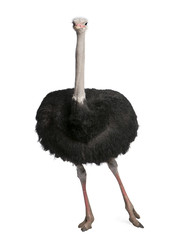Plexiglas schilderij Struisvogel Mannelijke struisvogel Struthio camelus  © Eric Isselée