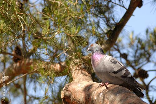 Pigeon biset sur une branche de pin photo