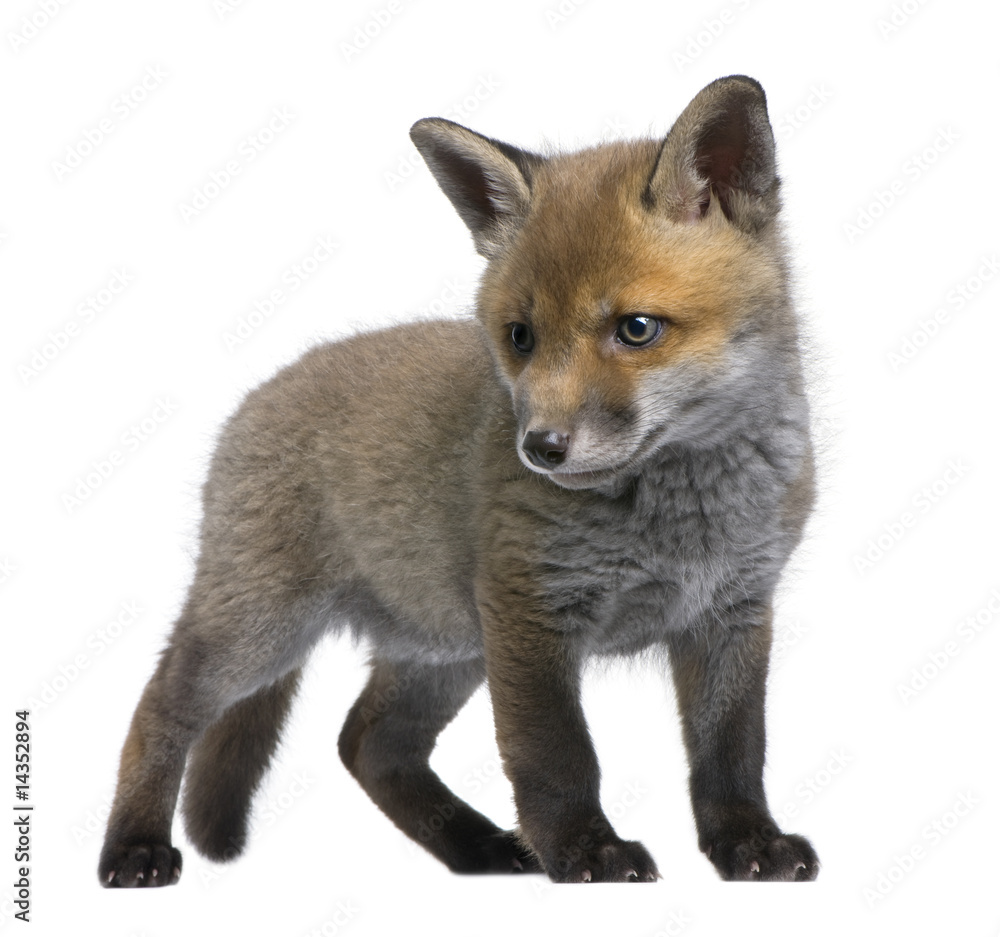 Fototapeta premium Red fox cub (6 Weeks old)- Vulpes vulpes