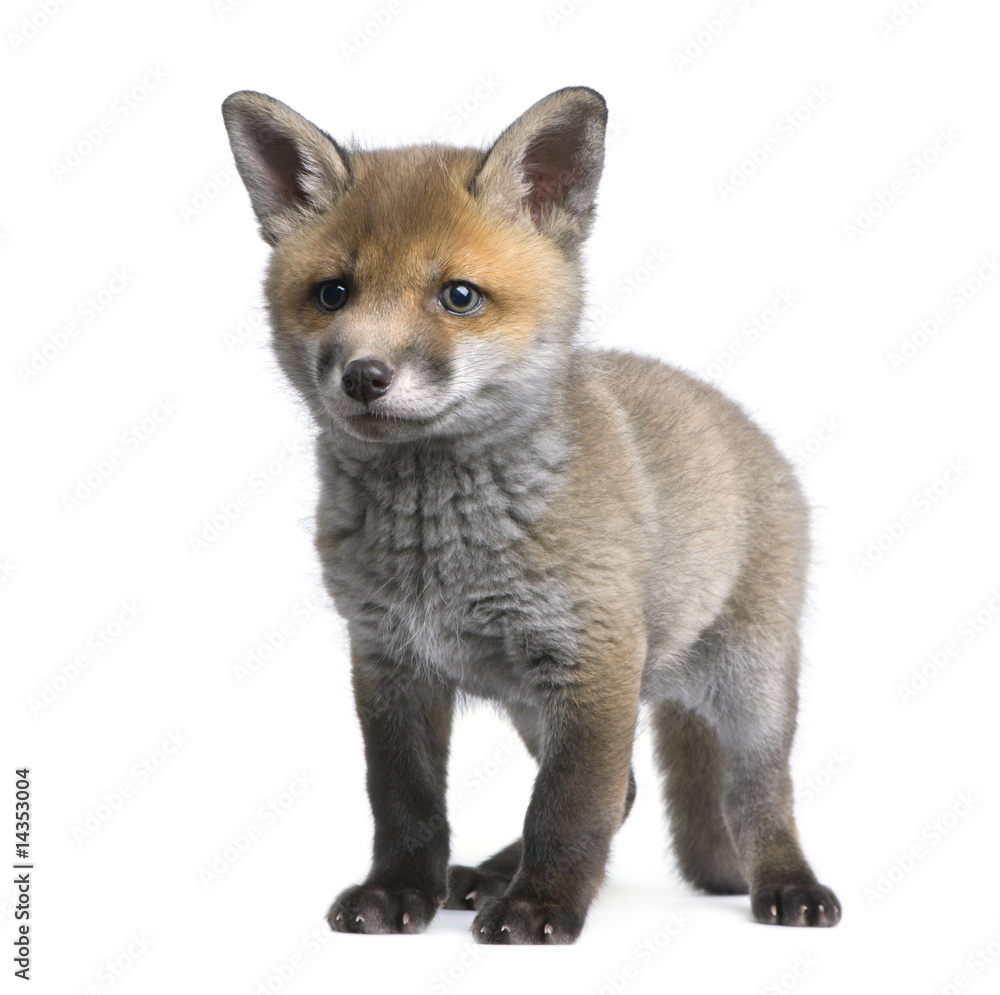 Obraz premium Red fox cub (6 Weeks old)- Vulpes vulpes