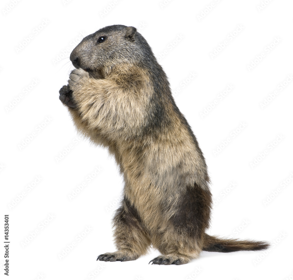 Alpine Marmot - Marmota marmota (4 years old) Alpine Marmot - Marmota marmota (4 years old)