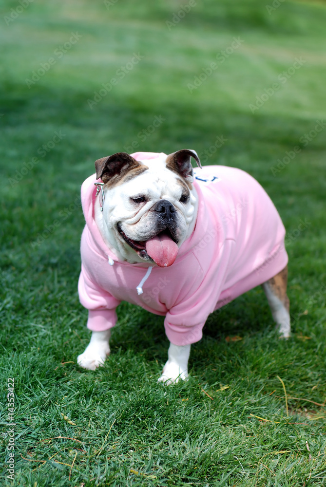 English Bulldog in pink