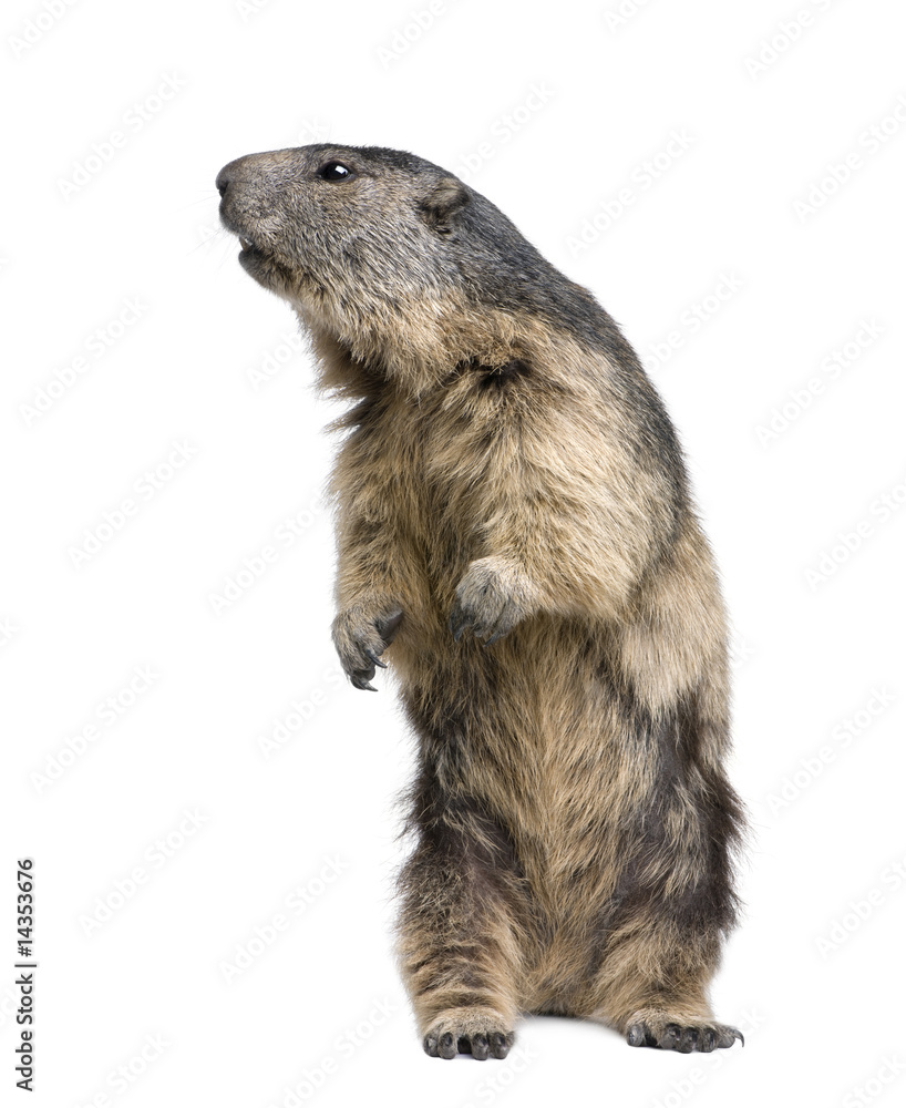 Alpine Marmot - Marmota marmota (4 years old) Alpine Marmot - Marmota marmota (4 years old)