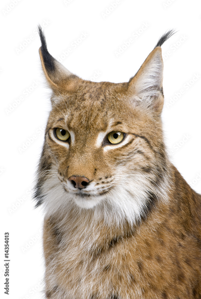 Fototapeta premium Close-up of a Eurasian Lynx's head - Lynx lynx (5 years old)