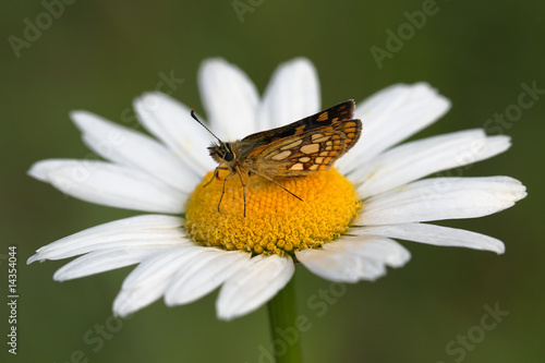 Butterfly and flower © Pawel Spychala