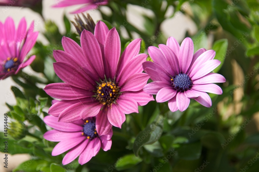 Obraz premium Pink Flower