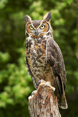 Wandcirkels Uil Uil met doordringende blik  © David Davis