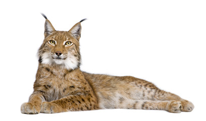 Sierkussen Lynx Volwassen Euraziatische lynx in profiel  © Eric Isselée