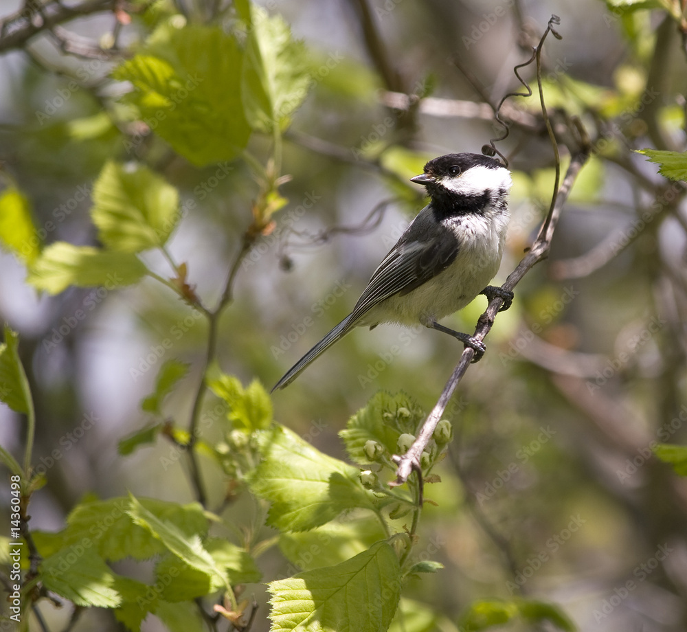 Obraz premium coal tit forest