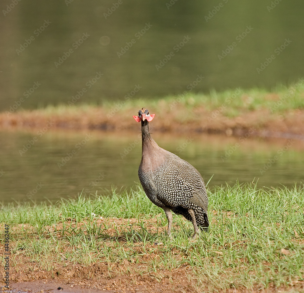 Fototapeta premium Helmeted Guineafowl in Senegal