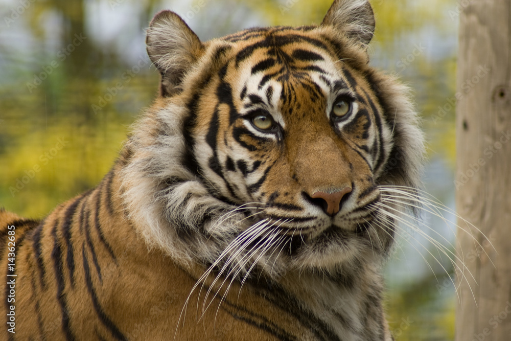 Fototapeta premium Sumatran Tiger
