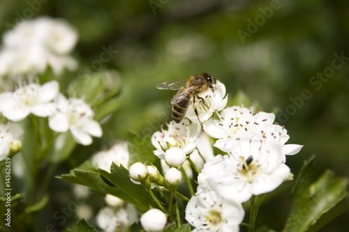 bee on white flowers © Wojtek