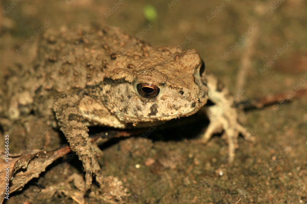 Obraz premium bufo toads