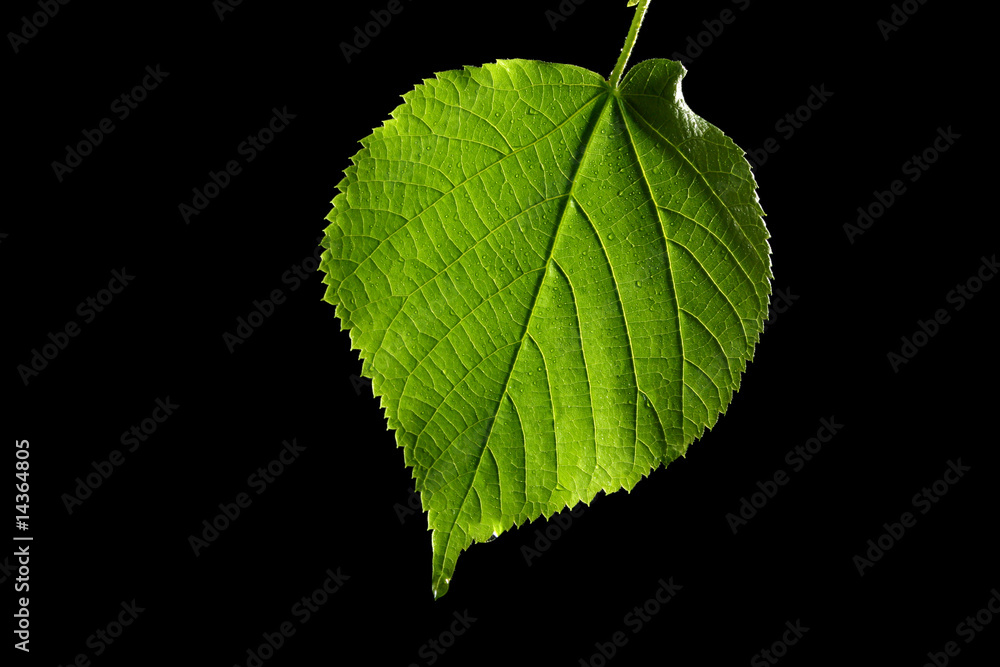 green leaf on black background green leaf on black background