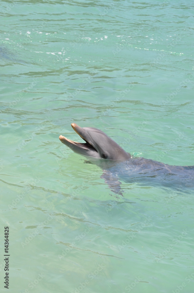 Obraz premium Dolphin