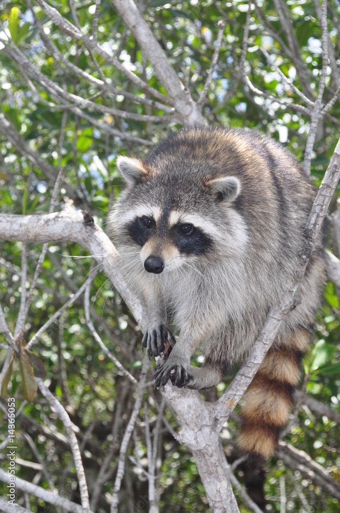 Raccoon Raccoon