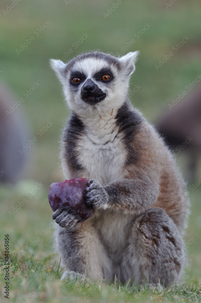 Obraz premium eating lemur