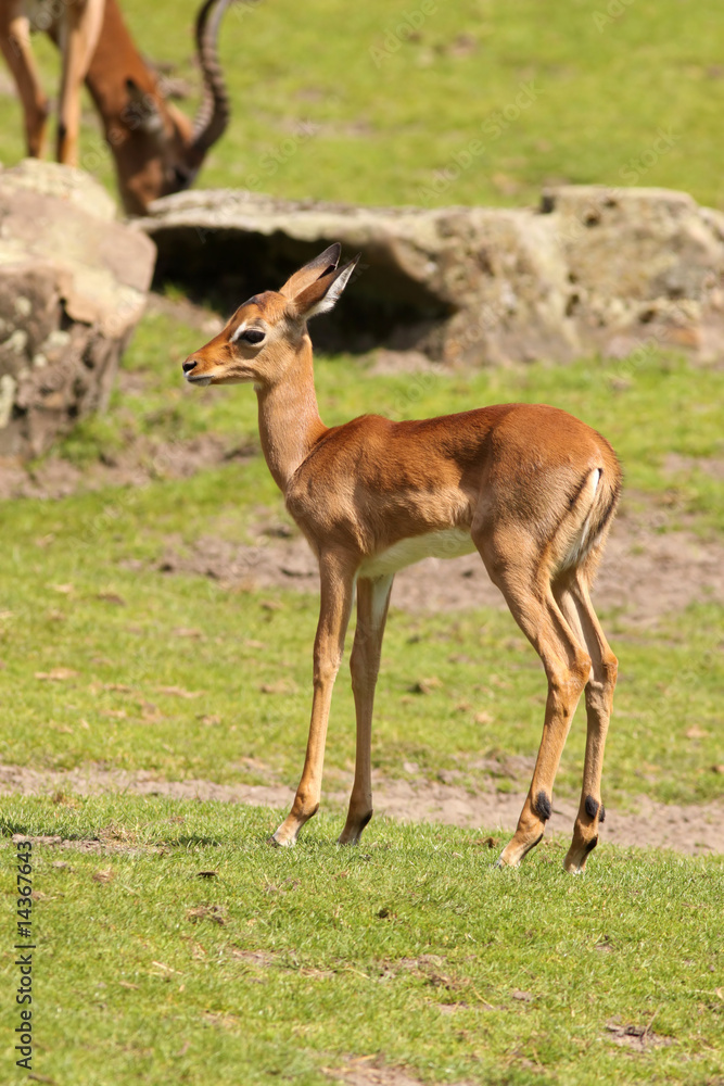 Young impala