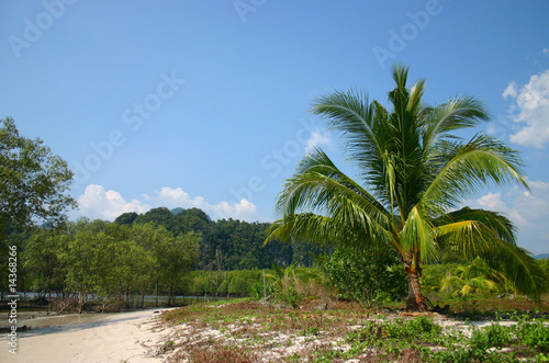 tropical beach