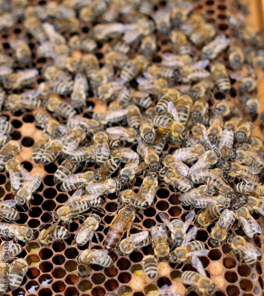 Bee-queen Bee-queen
