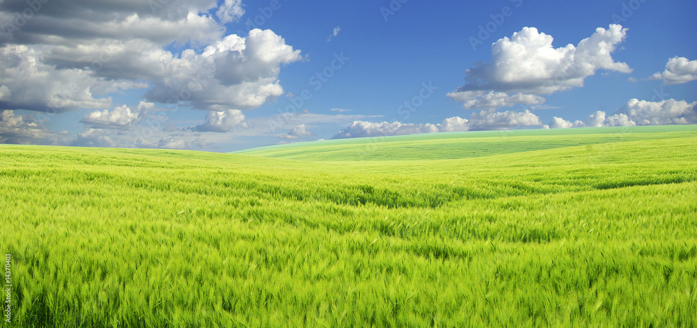 field field