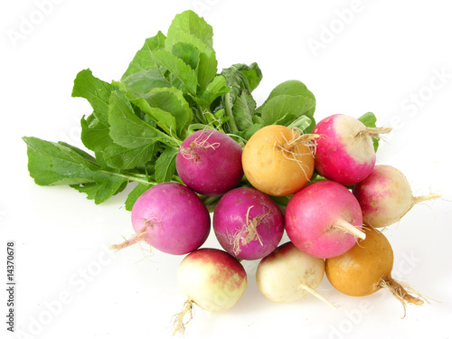 Bund vielfarbiger Radieschen/bunch multicoloured radish