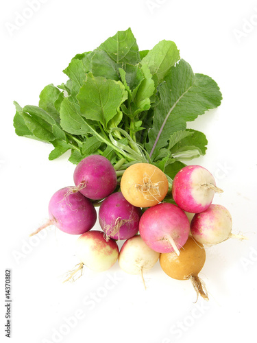 Bund mehrfarbiger Radieschen/bunch of multicoloured radish photo